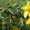 Caragana pygmaea, flowers