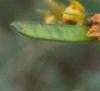 Chamaecrista fasciculata, flowers