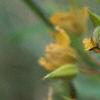Chamaecrista fasciculata, flowers