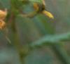 Chamaecrista fasciculata, flowers