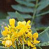 Senna hebecarpa, flowers