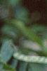Senna hebecarpa, flowers