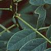 Senna hebecarpa, flowers