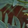 Senna hebecarpa, flowers