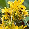 Senna hebecarpa, flowers