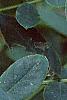 Senna hebecarpa, flowers
