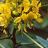 Senna hebecarpa, flowers
