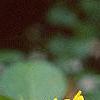 Senna hebecarpa, flowers