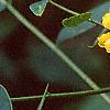 Senna hebecarpa, flowers