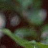 Senna hebecarpa, flowers