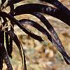 Senna hebecarpa, fruit