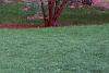 Cercis canadensis, habit