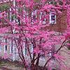 Cercis canadensis, habit