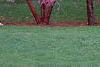 Cercis canadensis, habit