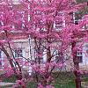 Cercis canadensis, habit