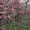 Cercis canadensis, habit