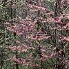 Cercis canadensis, habit