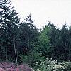 Cercis canadensis, habit