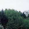 Cercis canadensis, habit