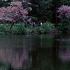 Cercis canadensis, habit