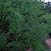 Cercis canadensis, habit