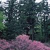 Cercis canadensis, habit