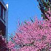 Cercis canadensis, habit