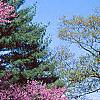 Cercis canadensis, habit