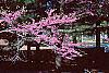 Cercis canadensis, habit