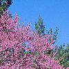 Cercis canadensis, habit