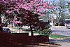 Cercis canadensis, habit