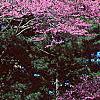 Cercis canadensis, habit