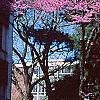 Cercis canadensis, habit