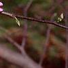 Cercis canadensis, flowers