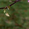 Cercis canadensis, flowers