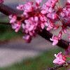 Cercis canadensis, flowers