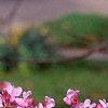 Cercis canadensis, flowers