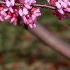 Cercis canadensis, flowers