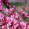 Cercis canadensis, flowers