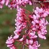 Cercis canadensis, flowers