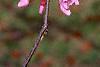 Cercis canadensis, flowers