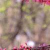 Cercis canadensis, flowers