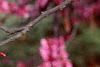 Cercis canadensis, flowers