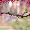 Cercis canadensis, flowers