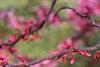 Cercis canadensis, flowers