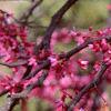 Cercis canadensis, flowers