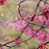 Cercis canadensis, flowers