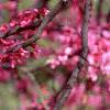 Cercis canadensis, flowers