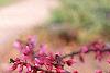 Cercis canadensis, flowers