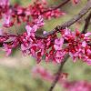Cercis canadensis, flowers